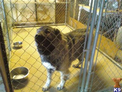 Dogs for Sale in CA